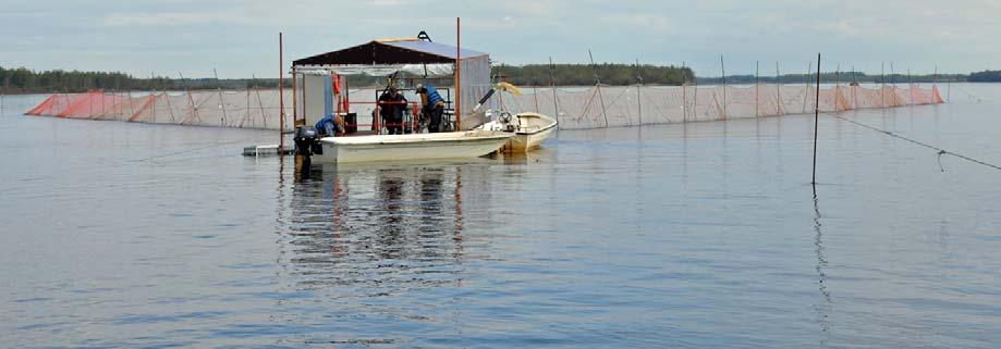 biologiskt underlag för bedömning av lämpliga fiskeregler under 2019 Stefan Palm