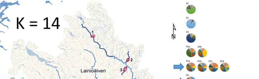 36 (52) DNA analyserna visar att det finns en tydlig populationsstruktur med genetiska skillnader mellan individer från olika biflöden inom vattensystemet.