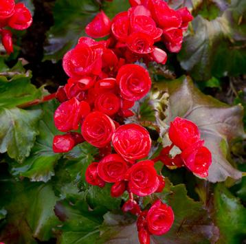 Begonia nonstop 50 kr