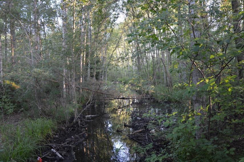 Habitat Inom utredningsområdet Inom utredningsområdet finns endast ett habitat bestående av ett sumpskogsområde som också utgör utredningsområdet.