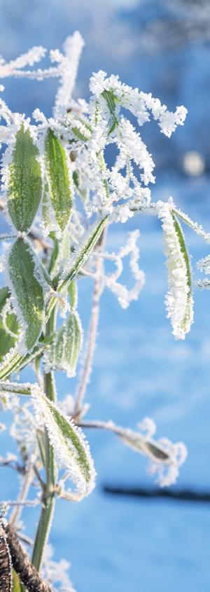 Resultat- och balansräkning 2018-12-31 RESULTATRÄKNING, januari december ÅR 2018 ÅR 2017 Intäkter och värdeförändringar Värdeförändringar på överlåtbara värdepapper 562 382 557 954 468 030