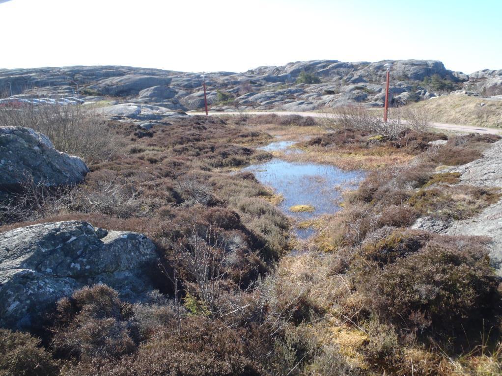 5 (8) Figur 3. Den större av de två våtmarkerna sedd från norr. De vattenytor som syns på bilden var vid det senare inventeringstillfället i maj till största delen igenvuxna med vegetation.