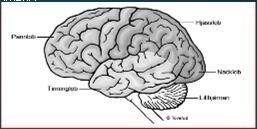 Forti M. et al. 2009 Skyddar mot cannabisinducerad psykos (schizofreni?