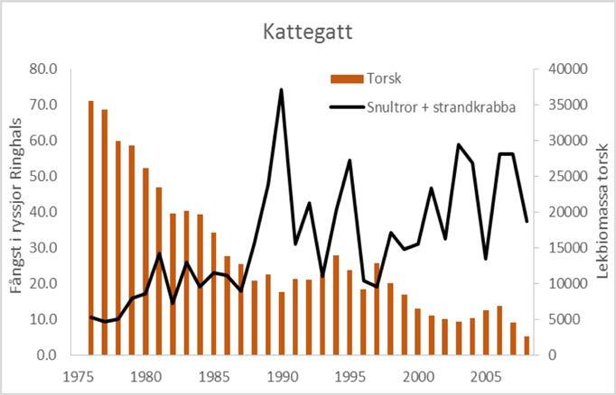 Kattegatt torsken påverkar