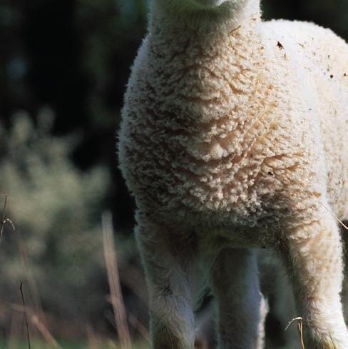 De parasitologiska undersökningarna har minskat något under 2018 jämfört med 2017, bland annat på grund av att färre trikinprov har skickats in samt att vissa undersökningar nu utförs med PCR i