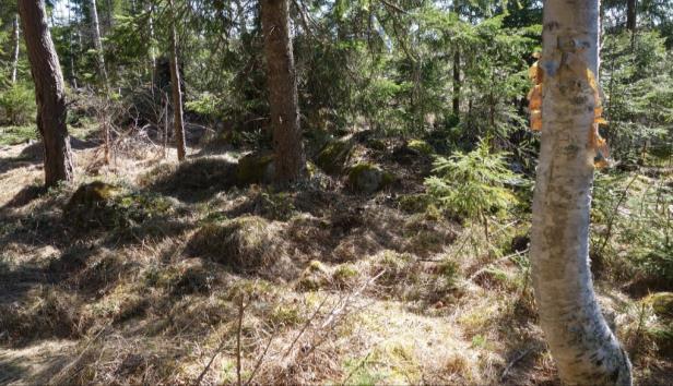 stenar intill tidigare åker av sentida karaktär (fanns 1958 men inte 1795). Anmäls ej till FMIS Terräng: Plan moränmark. Skogsmark (barr).