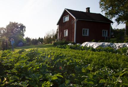 Förutom nyskördade, säsongsanpassade produkter som ger bästa smak och kvalitet, får konsumenten en inblick i hur odlingen sköts eller hur hönsen har det.