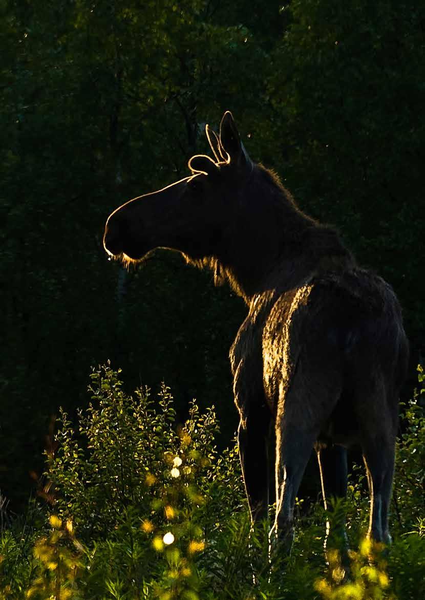 ÄLGPOLICY Svenska Jägareförbundets grundläggande