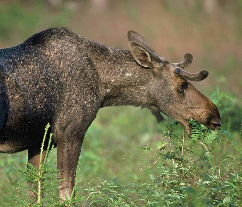 foto: kenneth Johansson 4 Älg och foder ska anpassas till varandra Balansen mellan älgstammens storlek och fodertillgången uppnås genom att reglera båda dessa faktorer.