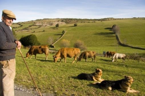 Camino del Norte, San Sebastían Santiago de Compostela, 37 nätter 11(15) Herde mellan Arzúa och Rúa Dag 35 Arzúa Rúa Den här dagen går vandringen genom grönsaksodlingar och ek-, pinje- och