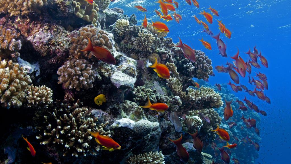 Oväntade tröskeleffekter i ekosystemen Korallrev välstuderat