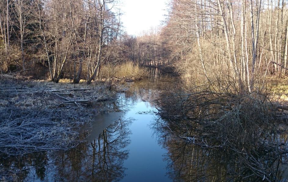 Figur 3. Provtagningslokalen i Malstaån är belägen vid en gångbro cirka 600 meter innan ån mynnar i sjön Lommaren. Buskvegetation kantar det igenväxande vattendraget.