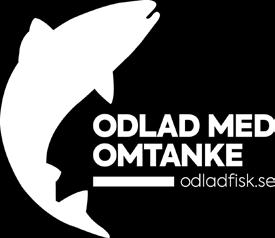 fiskodling Svensk