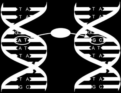 i kärn-dna, normalt nedärvda Anlagsvarianter utgörs av punktmutationer (en DNA-bas som