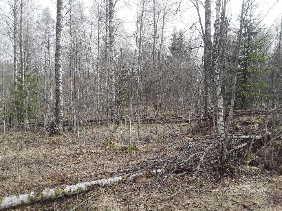 Figur 3. Utredningsområdet består av igenväxt åkermark. Foto mot öster. Metod Utredningen påbörjades genom en arkiv studie där de historiska kartorna över fastigheten identifierades och rektifierades.