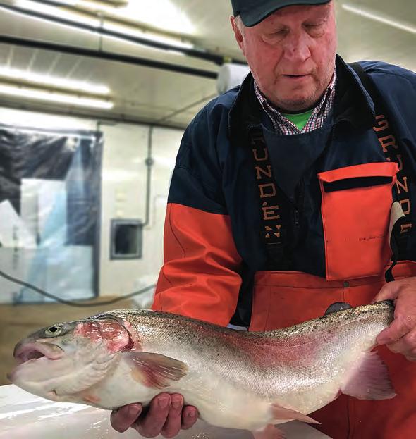Tekniskt genombrott i produktionen av svenska ostron Sofia Kocher VD Musselfeed AB Ostrea Aquacultures vision är att bli en av Europas ledande producent av det inhemska platta ostronet,