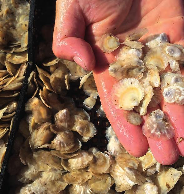 Med en traditionell råvara i ny tappning skapar Musselfeed nya innovativa mat- och foderprodukter. www.musselfeed.