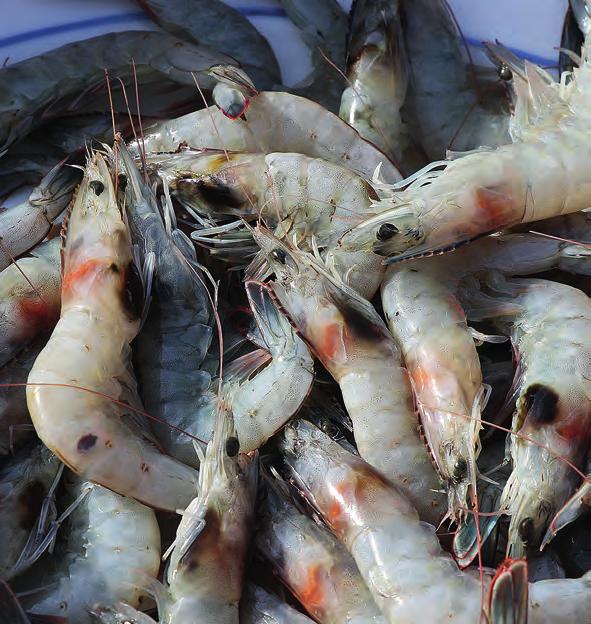 Med en traditionell råvara i ny tappning skapar Musselfeed nya innovativa mat- och foderprodukter. Musslor förbättrar kvaliteten på kustnära vatten.