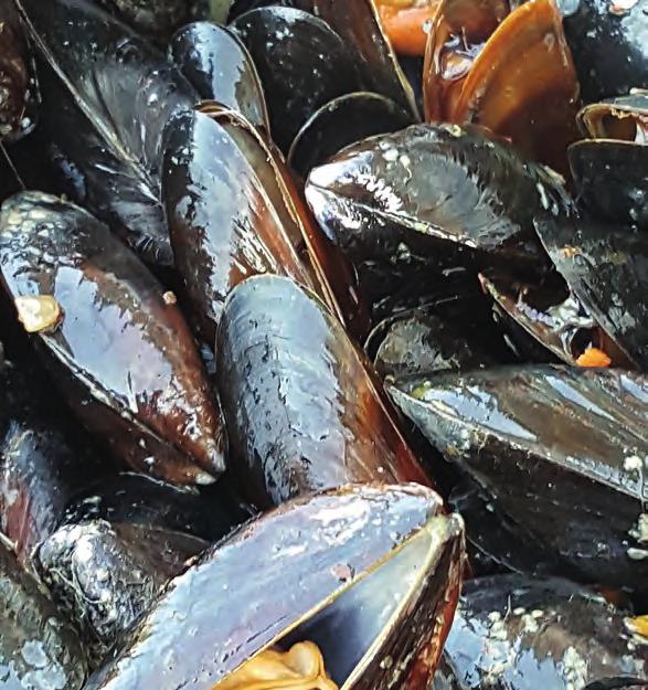 Intresset för natur- och smakupplevelser baserat på fisk, skaldjur och alger växer och blir allt större och större.