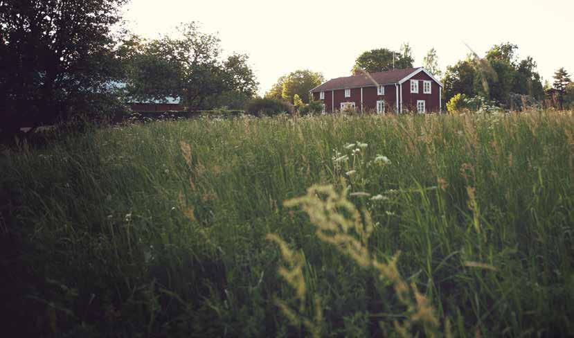 Svensk gårdsgris från Stommen Long