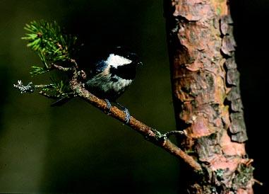 Svartmes Parus ater (Foto: Jan Elmelid/N). Svartmesinvasioner drabbar Falsterbo med mycket oregelbundna mellanrum. Helt i särklass var uppträdandet 1975 då 15 515 sträckte ut.