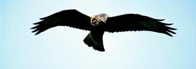 1067 fjällvråkar Buteo lagopus hösten 2001 - den högsta säsongssiffran sedan 1987! (Foto: Jan Elmelid/N) Figur 1. (forts.