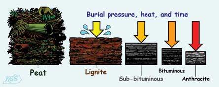 Oxic peat