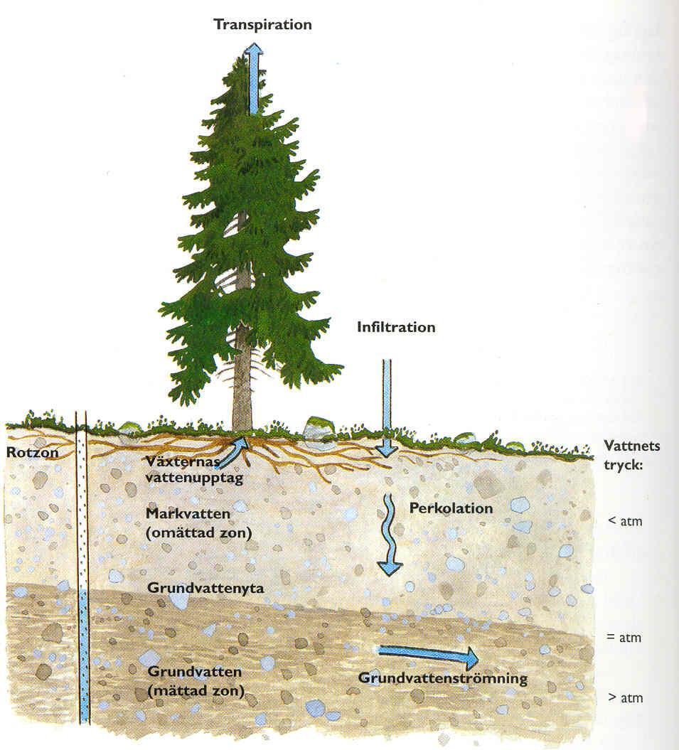 Grundvattenbildning En viss del av nederbörden avdunstar från träden eller direkt