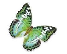 Här bor det massor med fjärilar som flyger fritt.