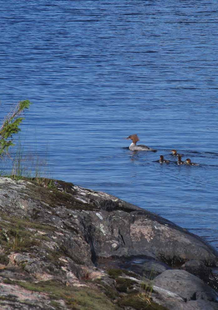 TEOLOGISKA INSTITUTET I FINLAND Kajsaniemigatan 13 A 00100 HELSINGFORS Se på