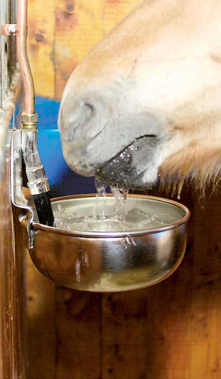 Givetvis ska det vara enkelt för hästen att dricka ur karet eller vattenkoppen. Hästar som går på bete får i sig mycket vatten från det friska gräset som innehåller 75-80% vatten.