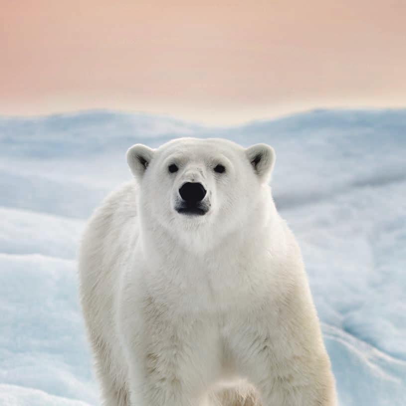 SVALBARD 2020 LOFOTEN, BJÖRNÖN & SVALBARD - VÅR