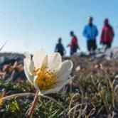 Glaciärisarna i Hornsund är ett favorittillhåll