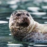 Sydvästra Svalbard Hornsunds storslagna fjordar bjuder på enorma glaciärer som