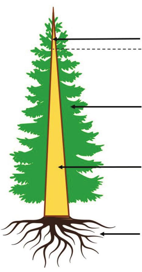 NÅGRA MÅTT PÅ SKOG OCH VIRKE Skogskubikmeter (m 3 sk) Volymen av hela stammen och dess bark, ovan ett tänkt stubbskär.