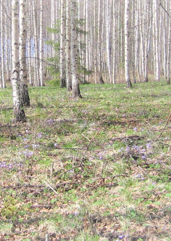 FÖRORD År 1896 publicerades artikeln On the Influence of Carbonic Acid in the Air upon the Temperature of the Ground.