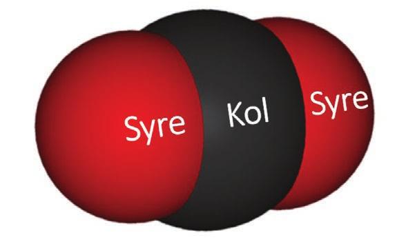 KOLFÖRRÅD I NORDISK SKOGSMARK OCH SKOG Träd binder kol Redan under den första miljarden år av liv på jorden utvecklade cyanobakterier eller blågröna alger förmågan att utnyttja solenergi för att