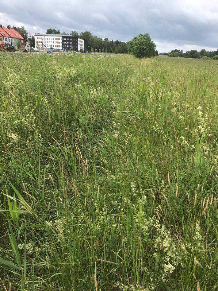 Figur 2 och 3. Bilderna visar dike nummer tre med ymnig vegetation av exepelvis älggräs, brännässla, bladvass och stormåra.