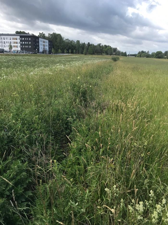 Bedömning av de öppna markernas värde för staren Vid den tidigare naturvärdesinventeringen kunde man konstatera att det fanns häckning av stare i direkt anslutning till exploateringsområdet, nämligen