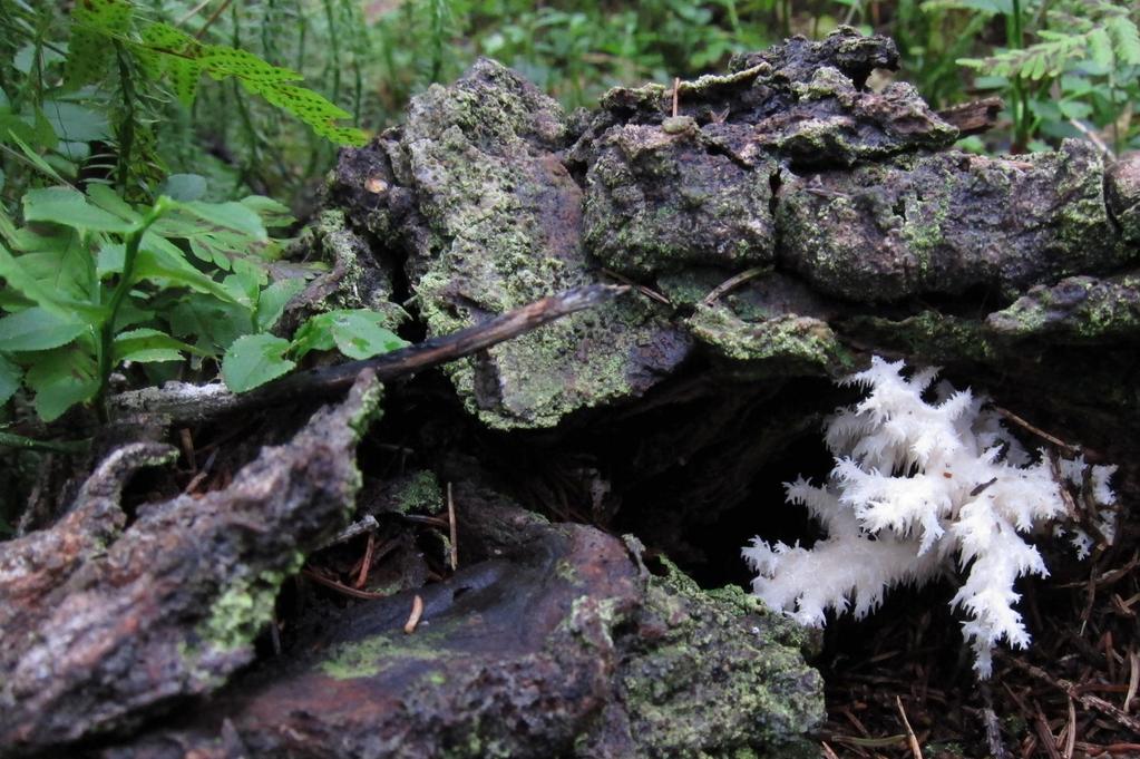 Kan nyckelbiotoperna rädda den biologiska mångfalden?