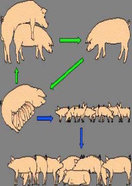 Vägen till färdigt slaktsvin 1. Gylta semineras vid ca 8 mån ålder ( 2-3 doser ). En sugga semineras 5 dagar efter föregående avvänjning. 2. Sugga/gylta grisar 4 månader senare.