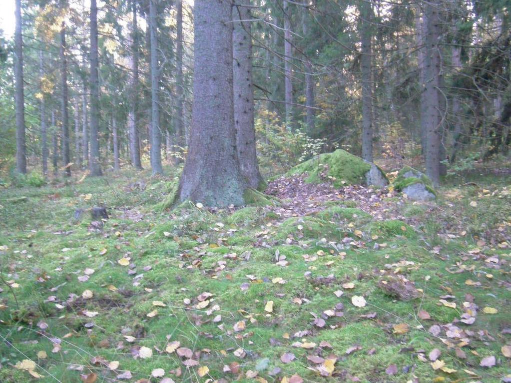 Figur 4. Stensättningen objekt 202 består av en låg och kraftigt övermossad stenpackning som ansluter till större block. Här sedd från norr. Foto Dan Fagerlund, Upplandsmuseet.