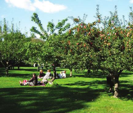 Fruktlunden ligger i en lugnare del av parken och är utmärkt för picknick.