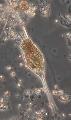 ALSTERÅN 212 Växt- och djurplankton Djurplankton i Allgunnen Djurplanktonsamhället i Allgunnen, i oktober 212, dominerades av Keratella cochlearis vad gäller hjuldjur och yngre stadier av