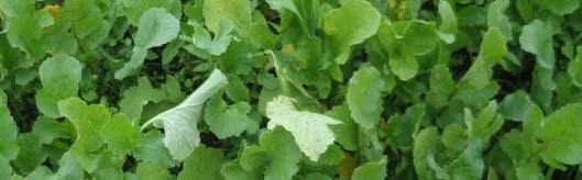 Ökat intresse för eftersådda brassica fånggrödor i takt med minskat intresse för gräsen 1980 talet Engelskt rajgräs är mer lagom konkurrenskraftigt och odlingsmetodikstudier gav goda råd om