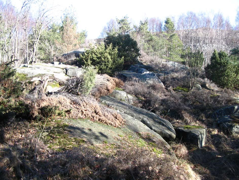 Bergteknisk utredning Halvorsäng 3 (13) Foto 1. Delområde A med mer låglänta bergspartier nära Hisingsleden (bakom trädridån i bakgrunden).