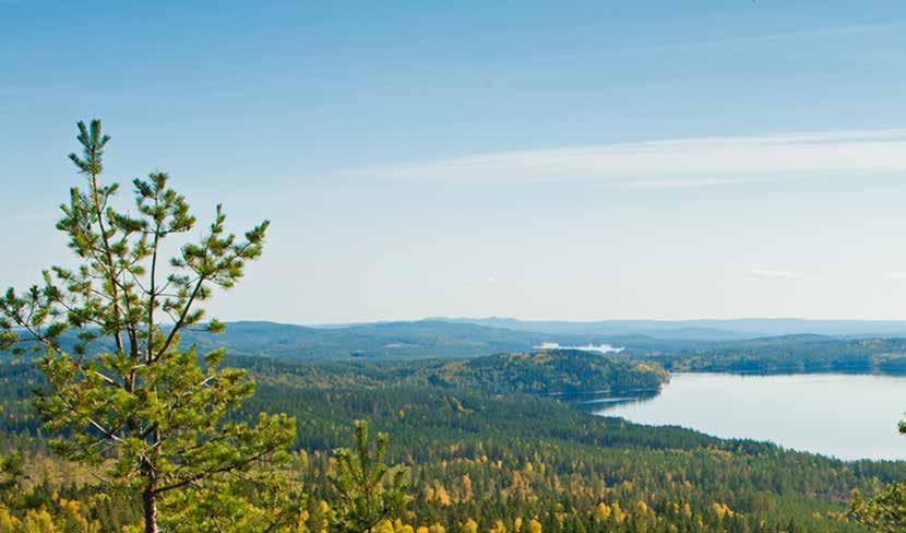 Så här fungerar Stora Enso Skogs Att certifiera sin skog görs enkelt genom ett medlemskap i Stora Enso Skogs gruppcertifikat.