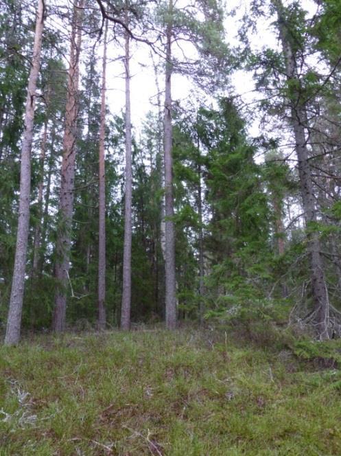 Gran växer in bland tallarna och skapar en mörkare miljö (Harvelsön).