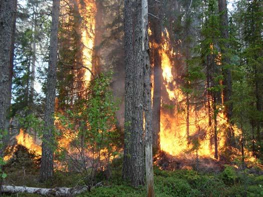 504 ha Skyddsform: Hagåsen är naturreservat och Hagåsen- Klingersjöåsen är under reservatsbildning Naturvårdsförvaltare: Länsstyrelsen Kommun: Nordanstig / Ljusdal /