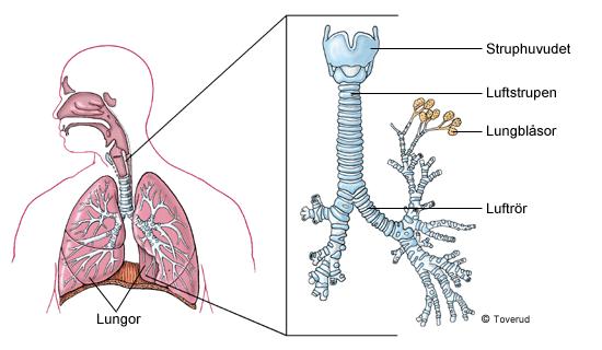 Andningen Koll på NO s 28-29 Vi andas in syre med hjälp av lungorna. Syret använd bla för att kunna förbränna matens näringsämnen och frigöra energi.